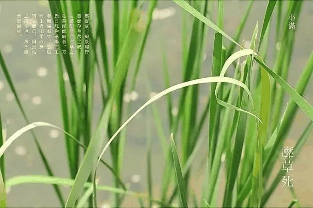 今日小滿：愿你的生活幸福美滿！