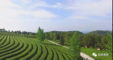 太普藝術——鳳凰茶鄉(xiāng)“文化芳香”親子踏青之旅